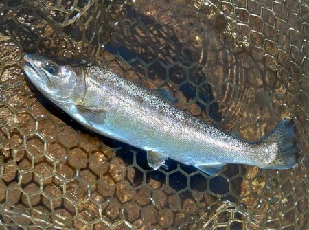 ボトムが好調 ～平谷湖フィッシングスポット～